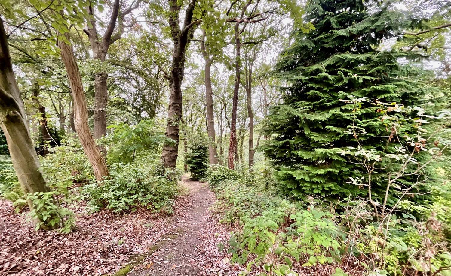 Grounds