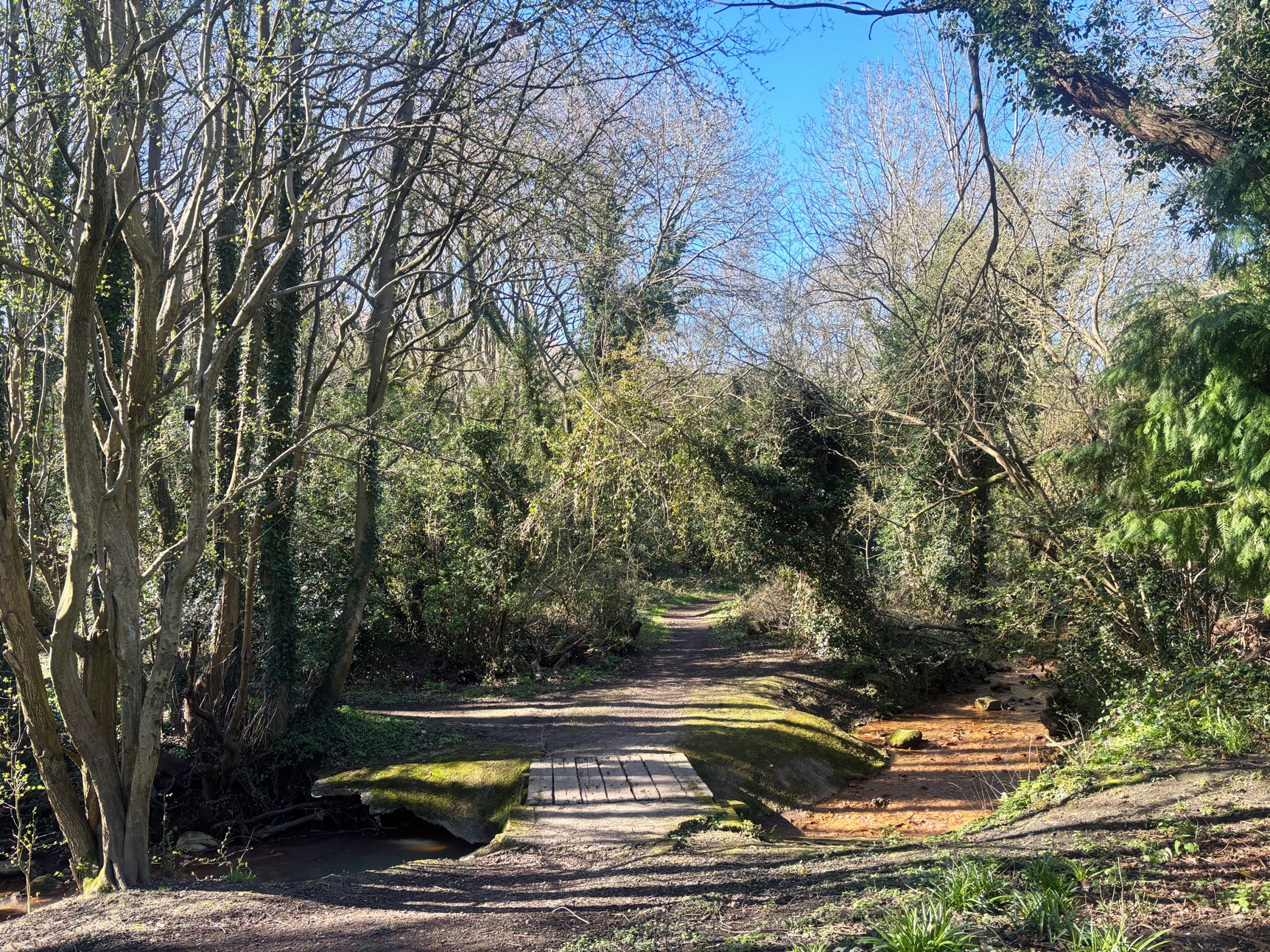 woodland river
