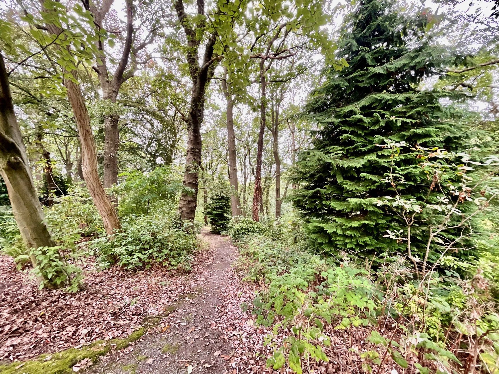 Grounds 